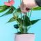 flaska green varilla de vidrio programado para estructurar el agua de tus plantas, una mano aparece para plantar la varilla en una maceta rosa, con una planta de hojas verdes y flor roja.
